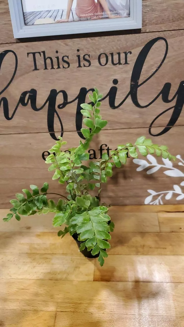 Delta Maidenhair Fern 2 inch thumbnail