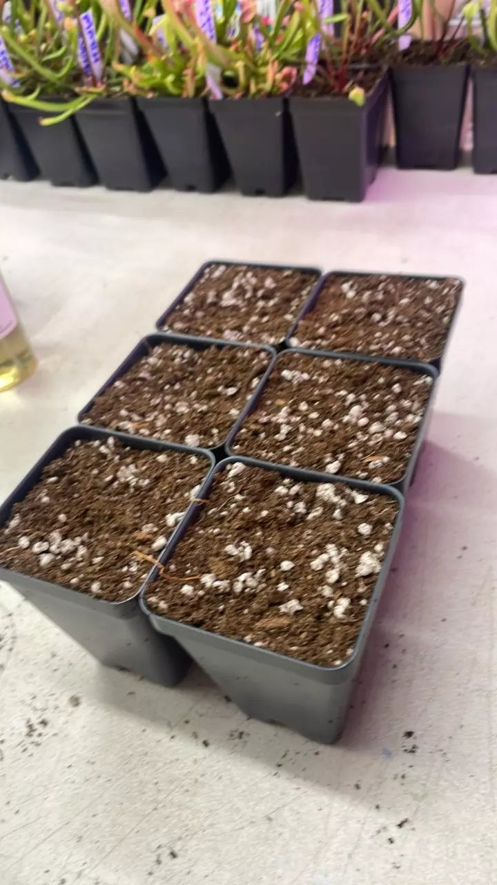 6-Pack 2.5” Pots with Carnivorous mix thumbnail