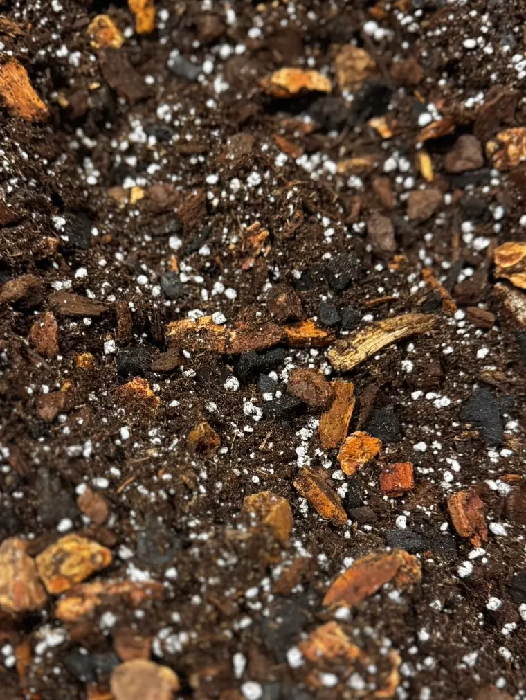 Birdie’s Aroid Mix (2 gal) thumbnail