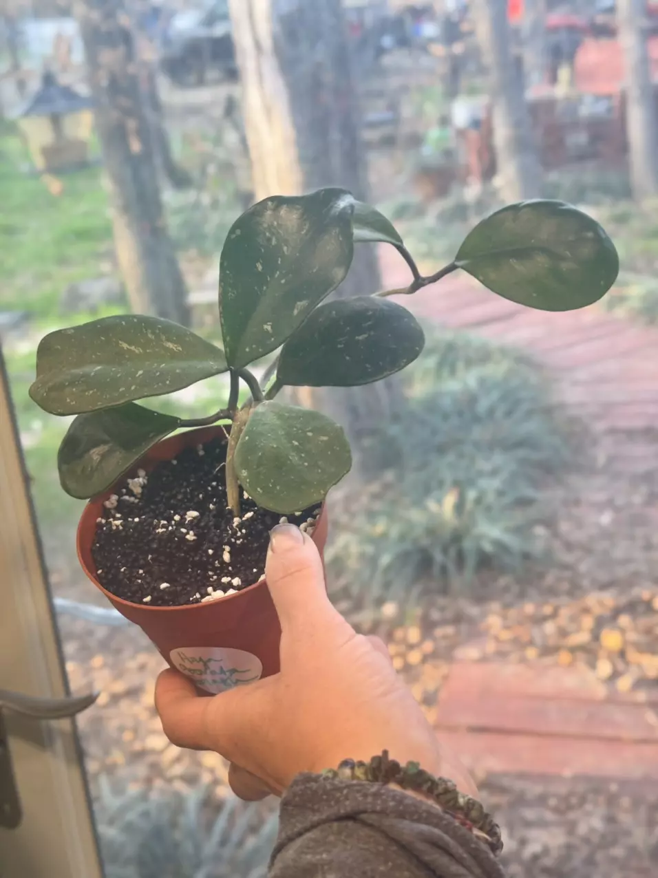 115 Hoya Obovata Splash rooted in Fluval perlite mix thumbnail