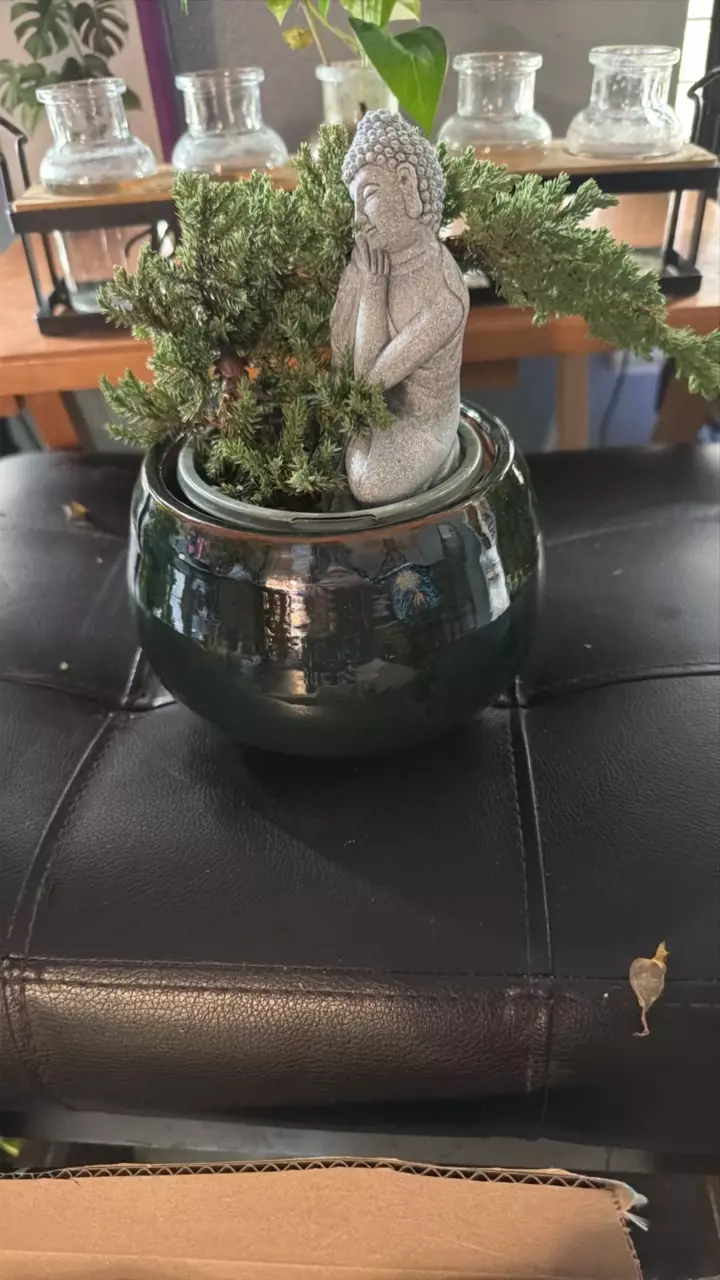 BONSAI JUNIPER thumbnail