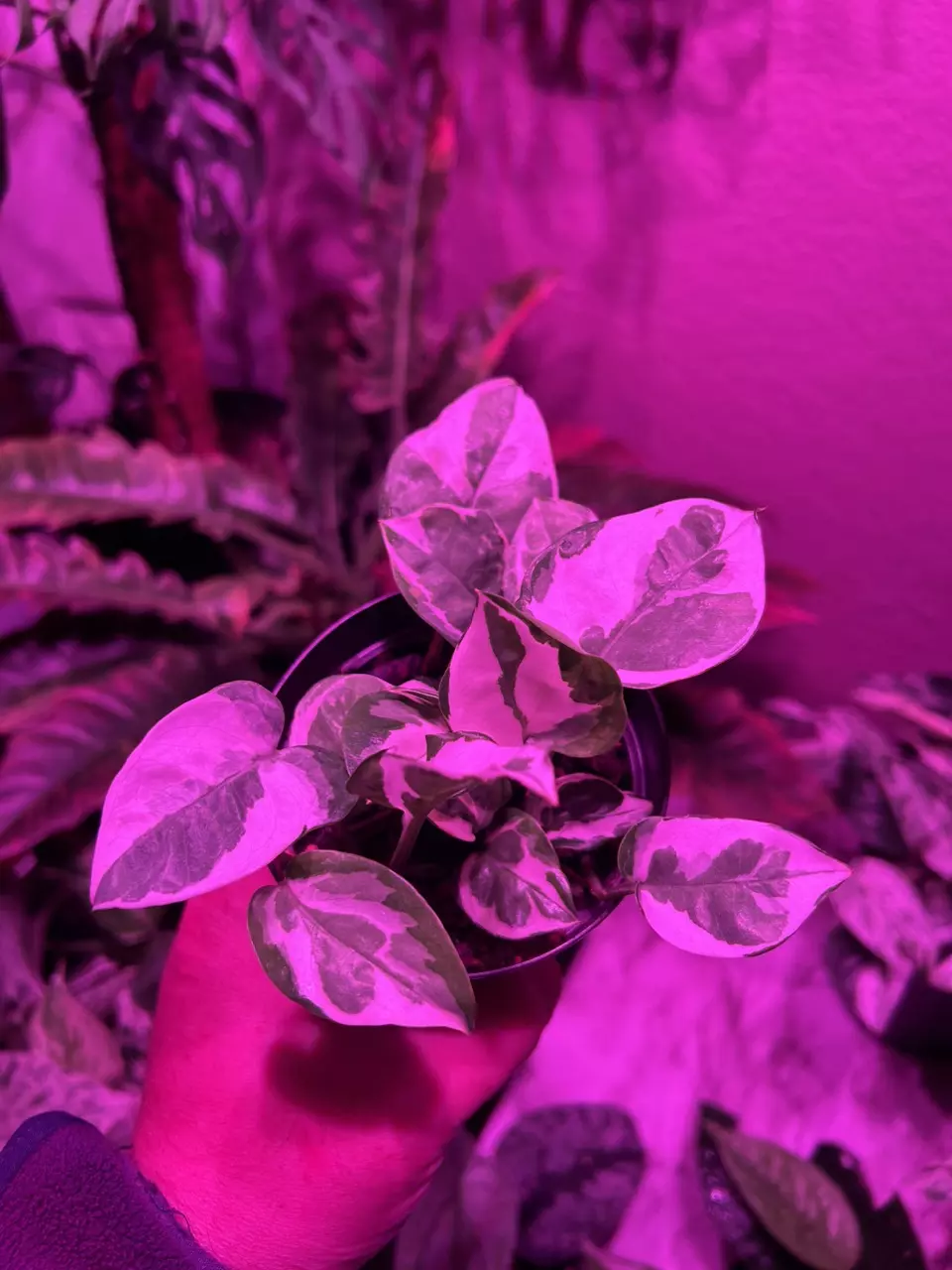 Pothos n joy. thumbnail