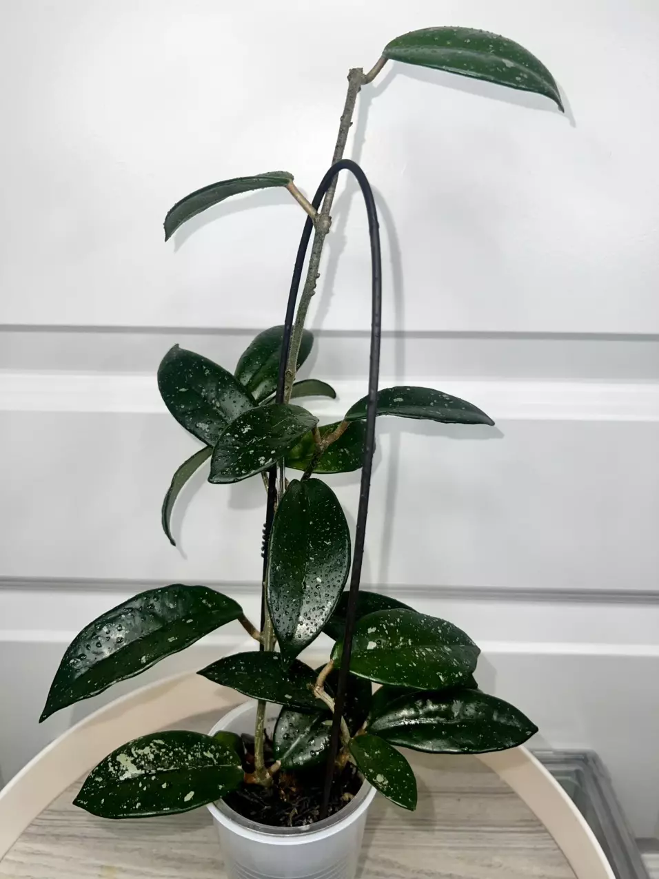 Carnosa wilbur graves china thumbnail