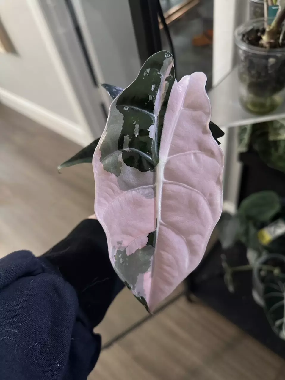 pink chantrieri alocasia CORMS * thumbnail