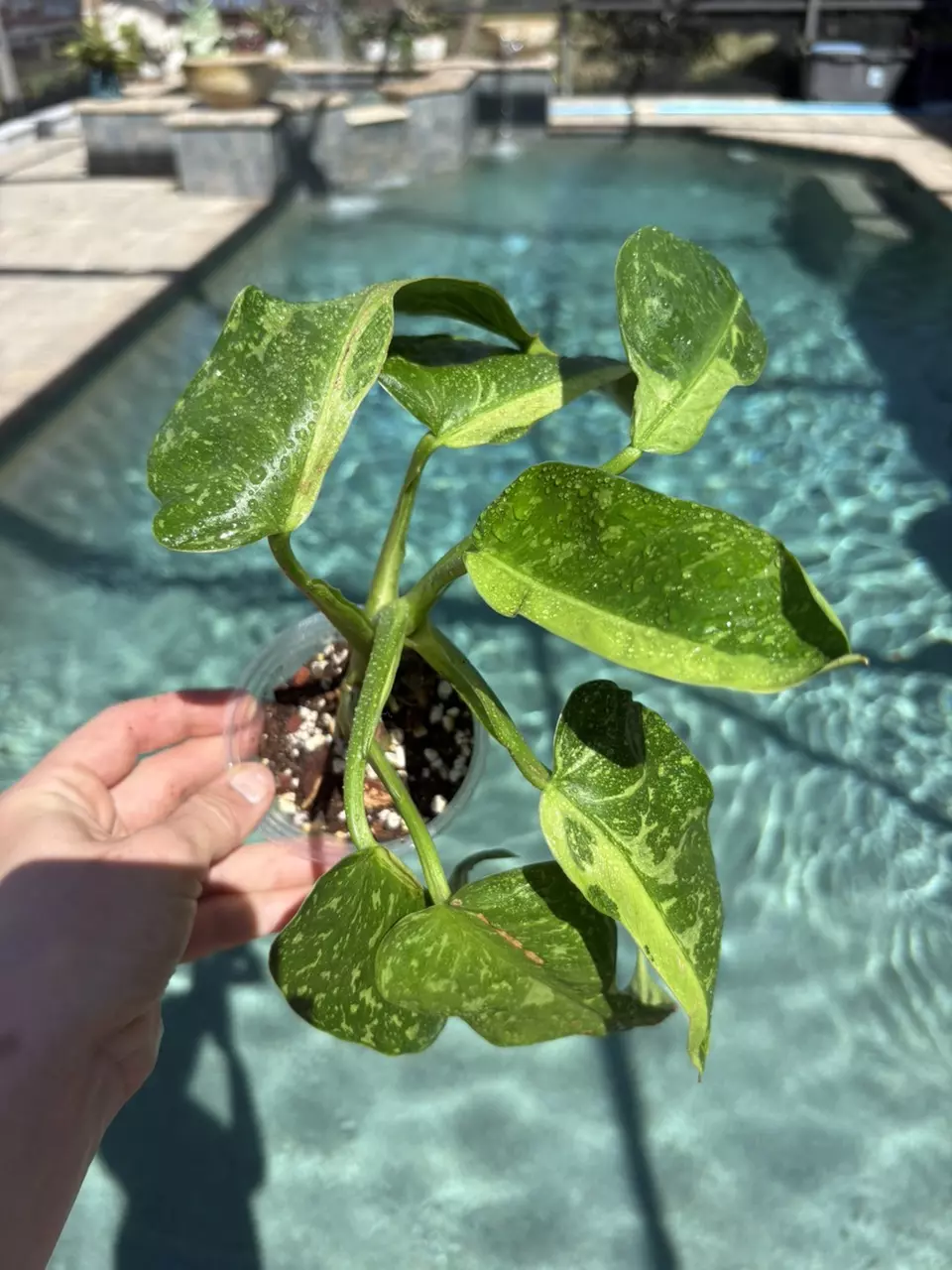 Jose Bueno Philodendron 95 thumbnail