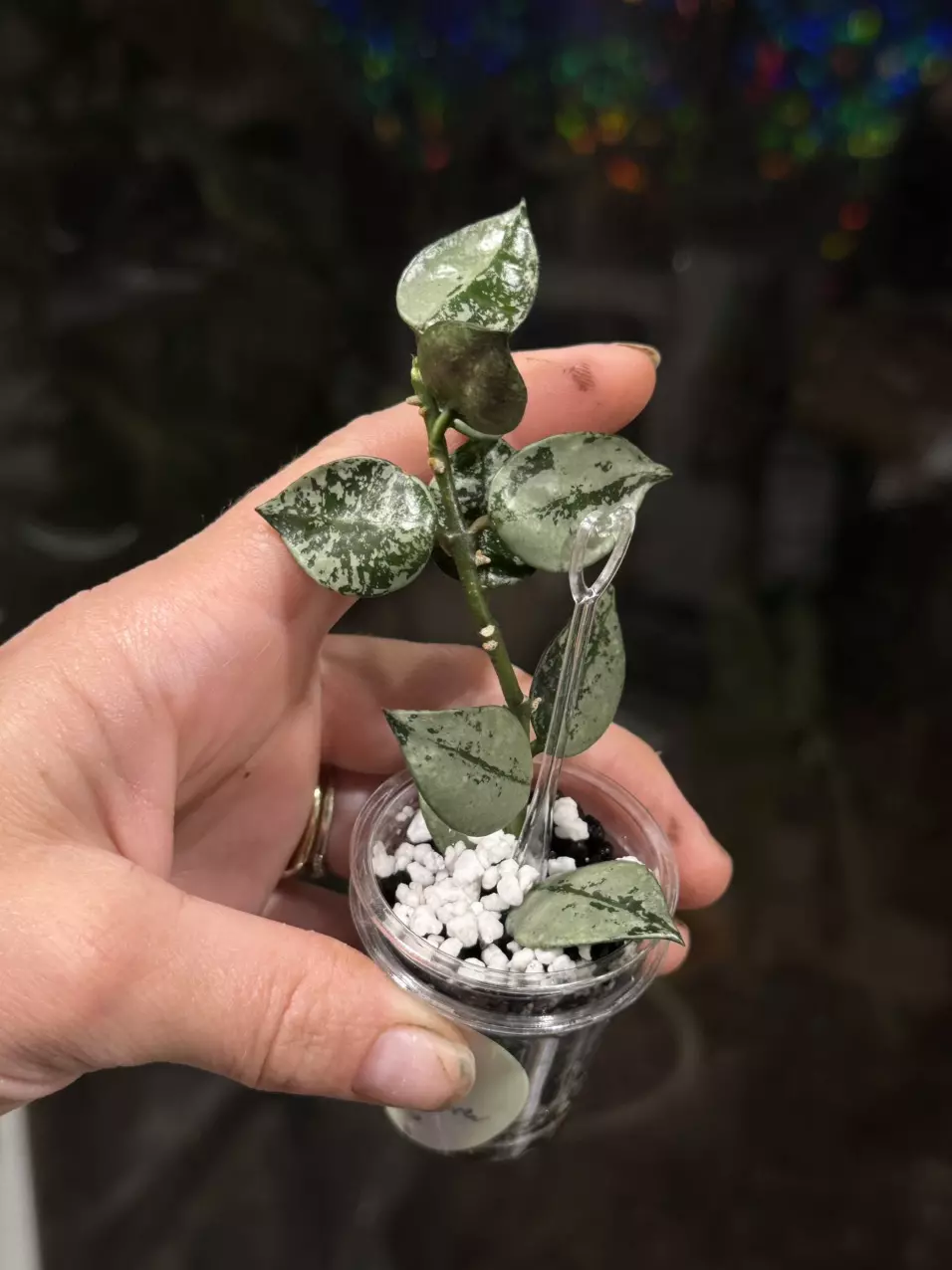 121 Hoya Krohniana Super Silver in Fluval perlite mix-light roots starting thumbnail