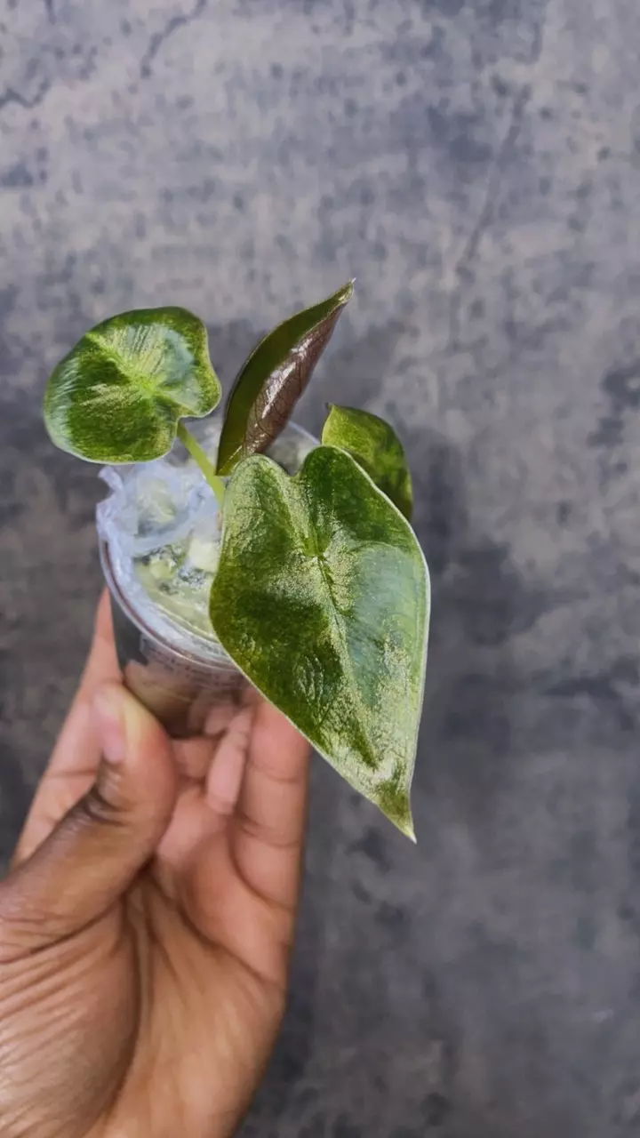 Golden Bone Variegated thumbnail