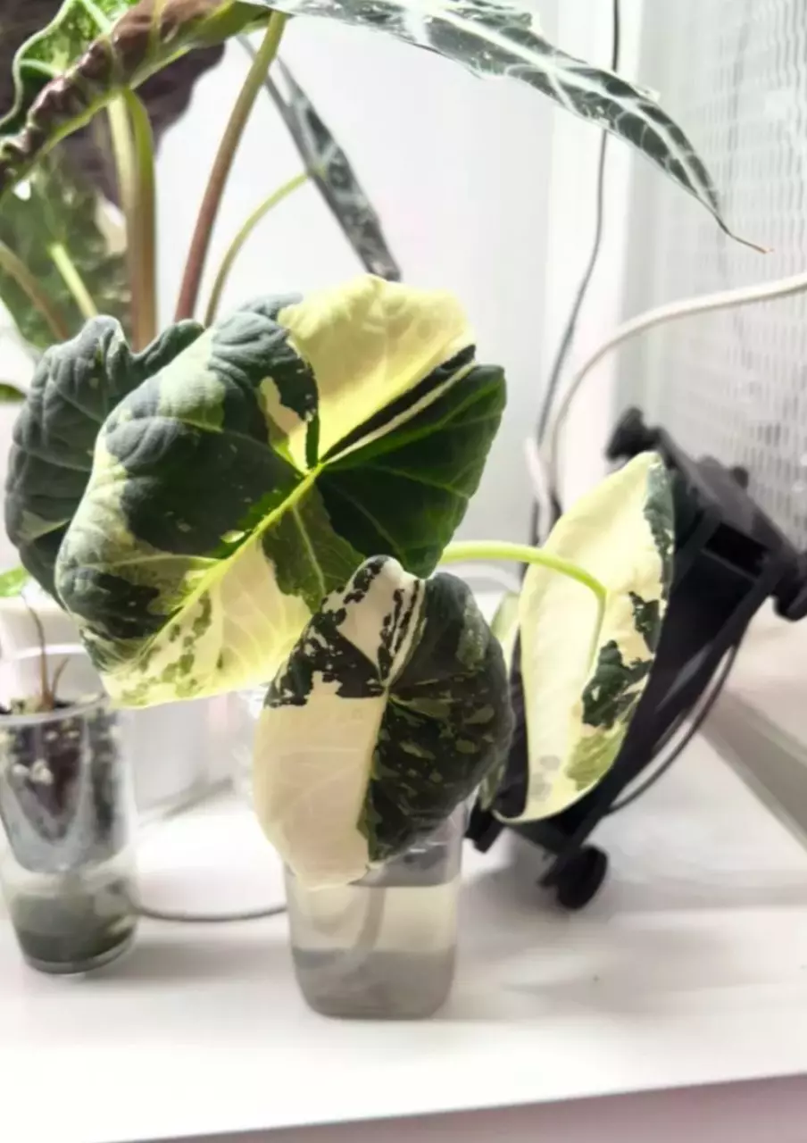 Alocasia maharani Albo corm (highly variegated mother in first sibling in 4th ) thumbnail