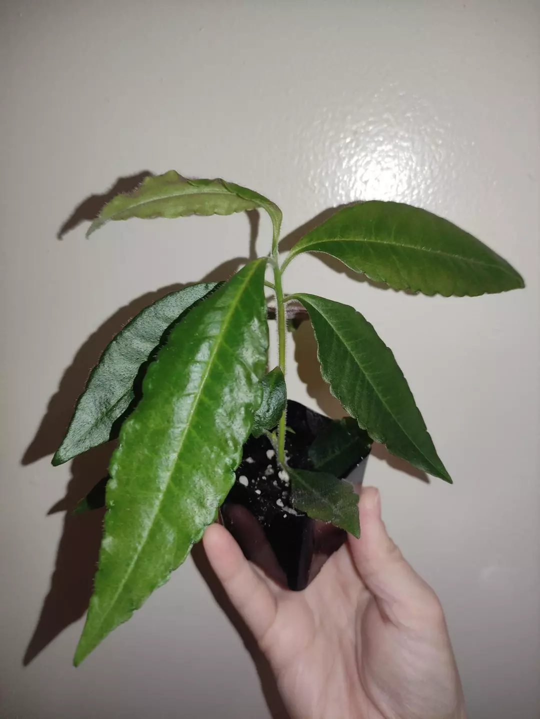 Ardisia sp mamillata thumbnail
