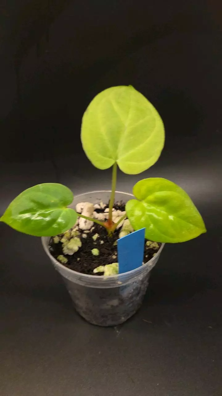 Anthurium dorayaki x sagittatum thumbnail