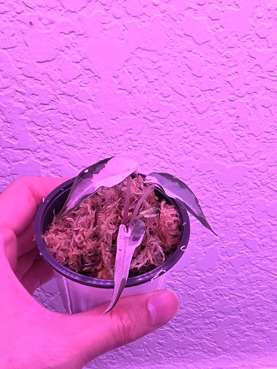 Alocasia Bambino Variegated Tissue Culture plant, house plants thumbnail