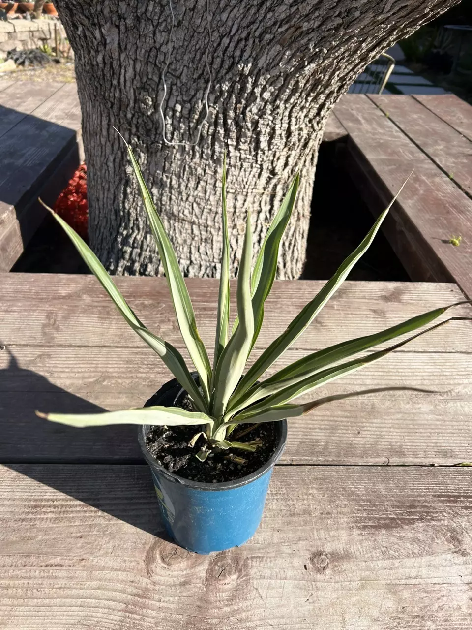 Yucca elephantipes/gigantea “Elmila” thumbnail