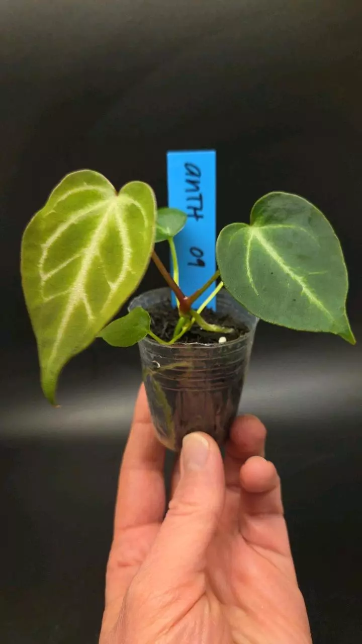 Anthurium NSE Red Crystal x NOID 'Stormy' S1 thumbnail