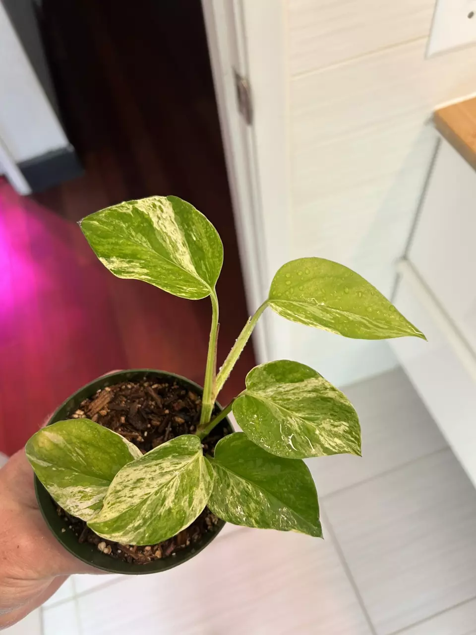 Marble queen pothos thumbnail