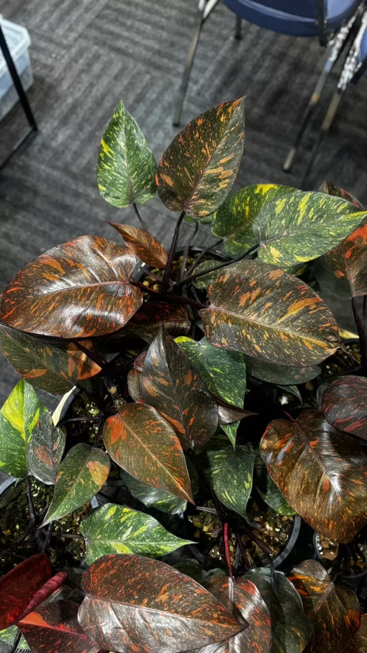 Philodendron orange princes mature thumbnail