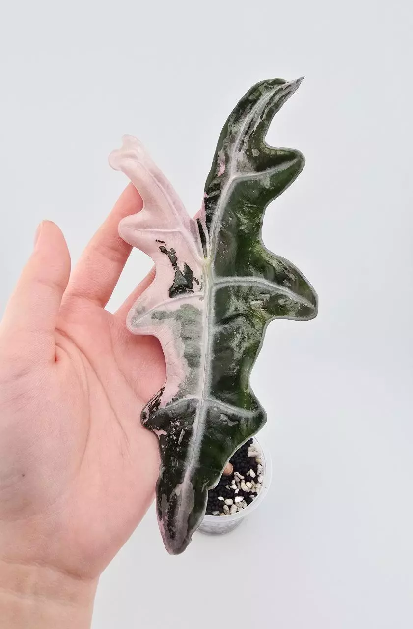 Alocasia nobilis K pink pup thumbnail