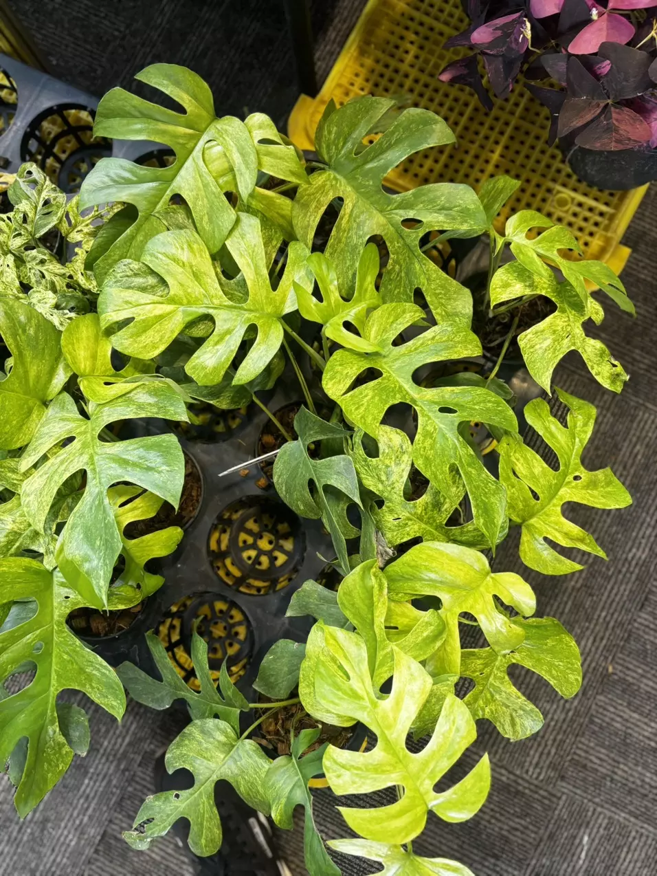 Rhaphidophora tetrasperma migma var thumbnail