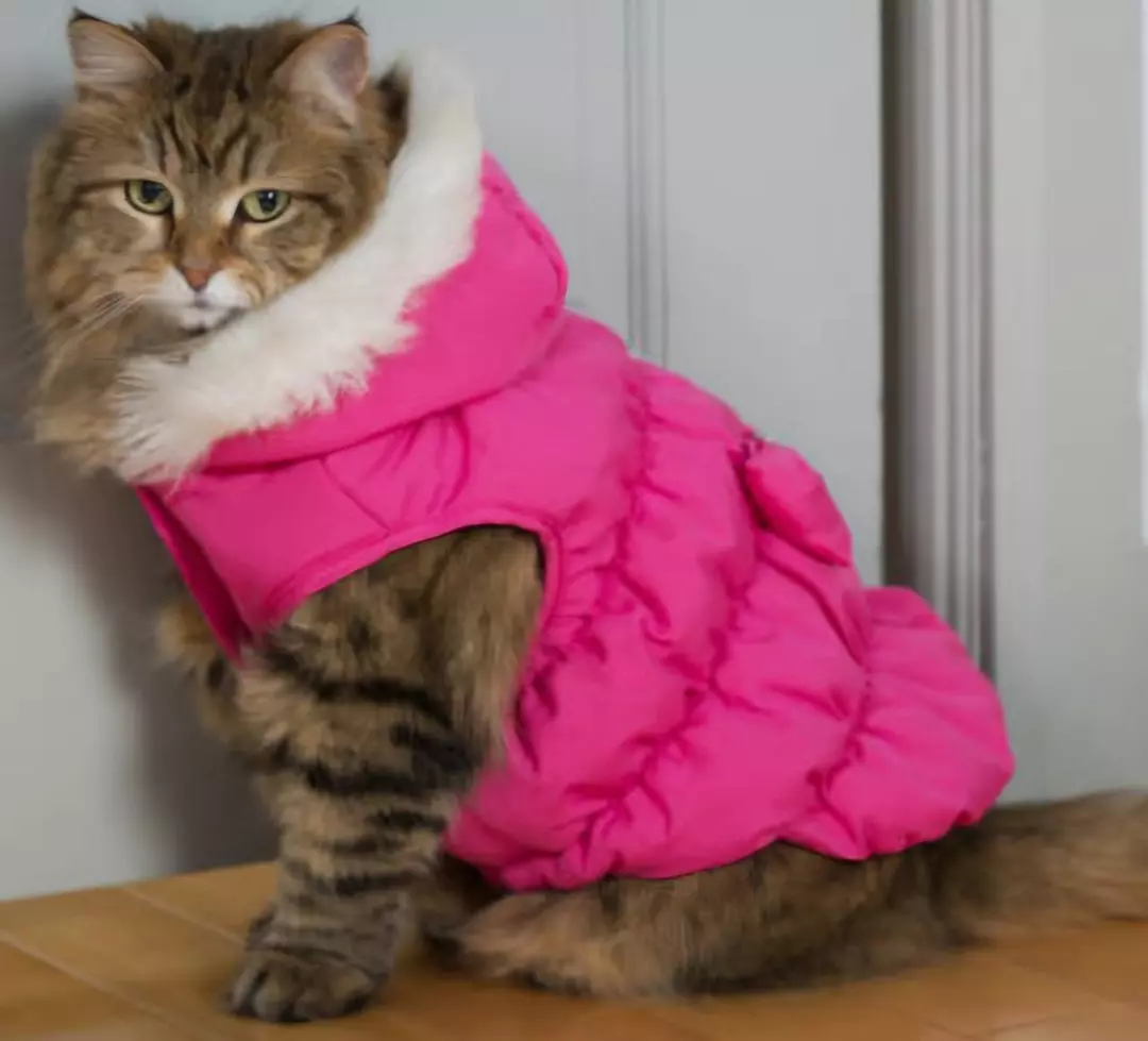 Insulation Only $5 thumbnail