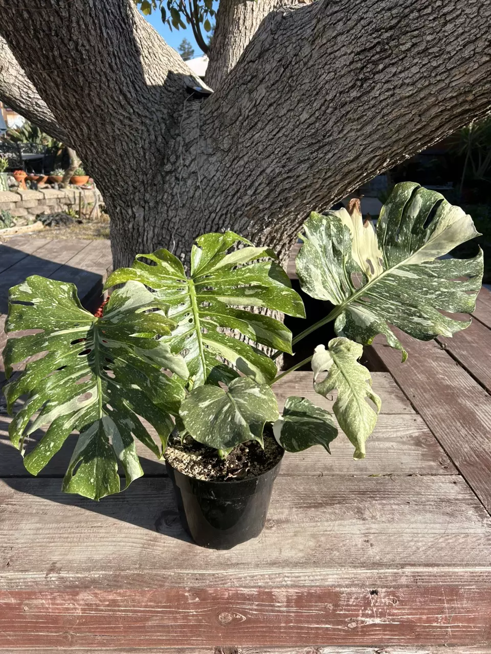 Monstera Starlight thumbnail