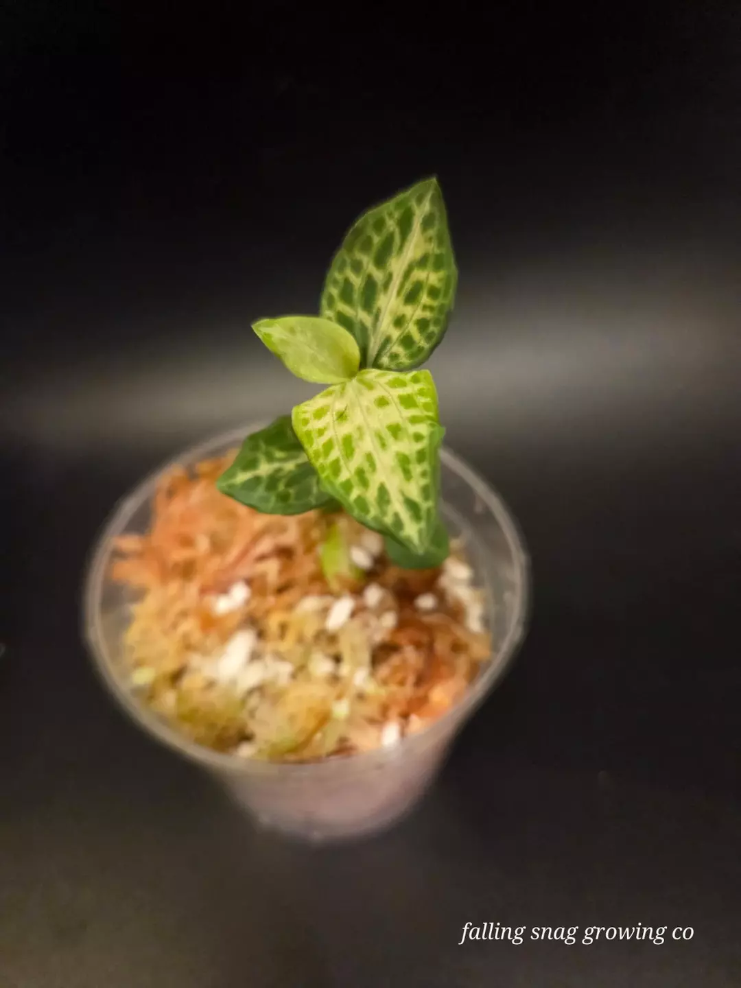 Goodyera schlechtendaliana Jewel orchid thumbnail