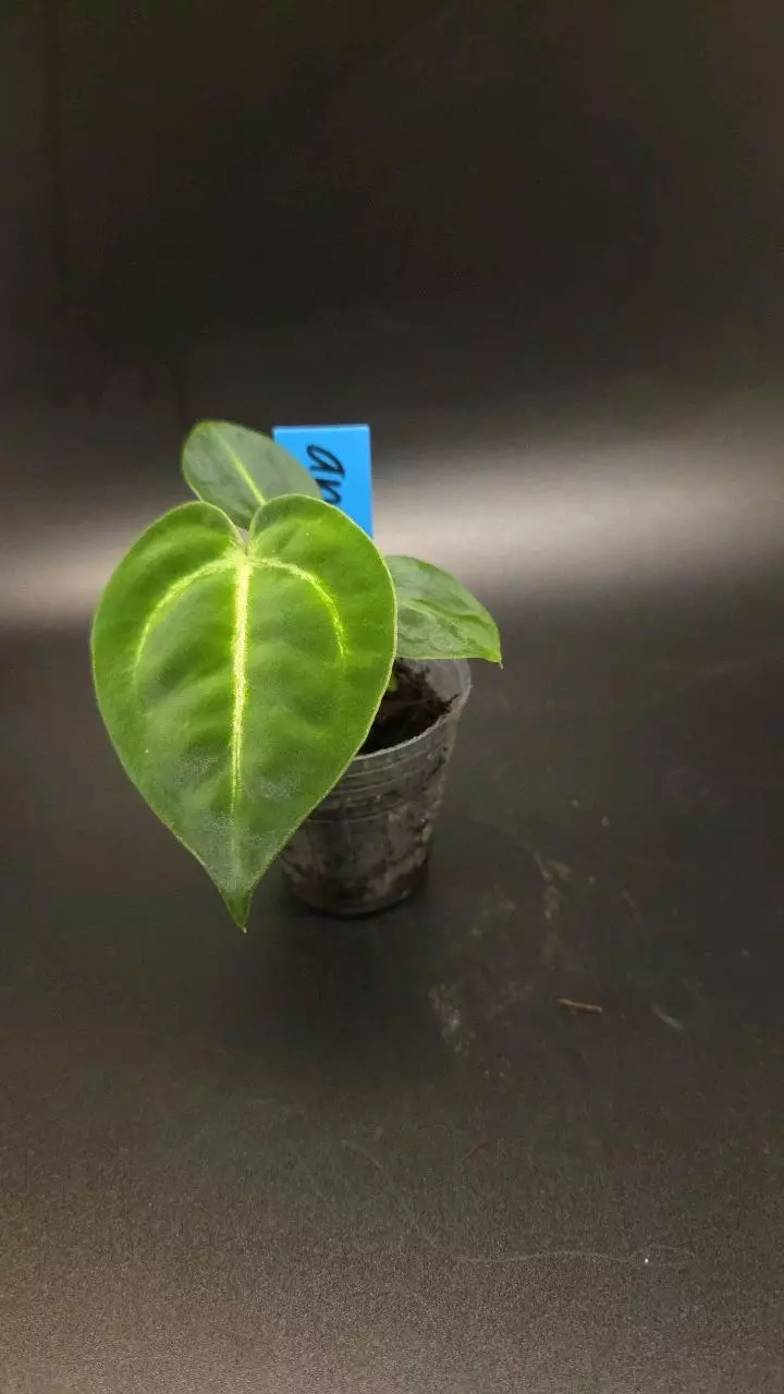 Anthurium (AOS x forgetii) x Michelle thumbnail