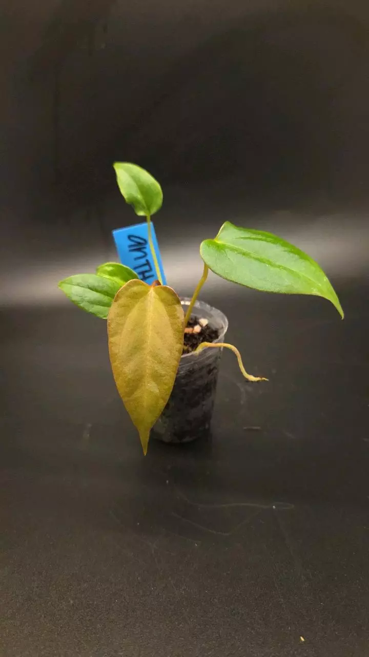 Anthurium 'Vicky' Pap x (subsignatum x pap) thumbnail