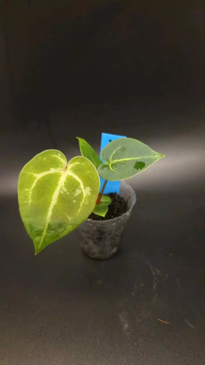 Anthurium (AOS x forgetii) x Michelle thumbnail