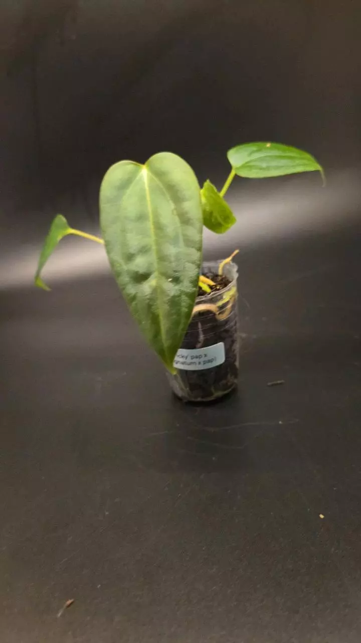 Anthurium 'Vicky' Pap x (subsignatum x pap) thumbnail