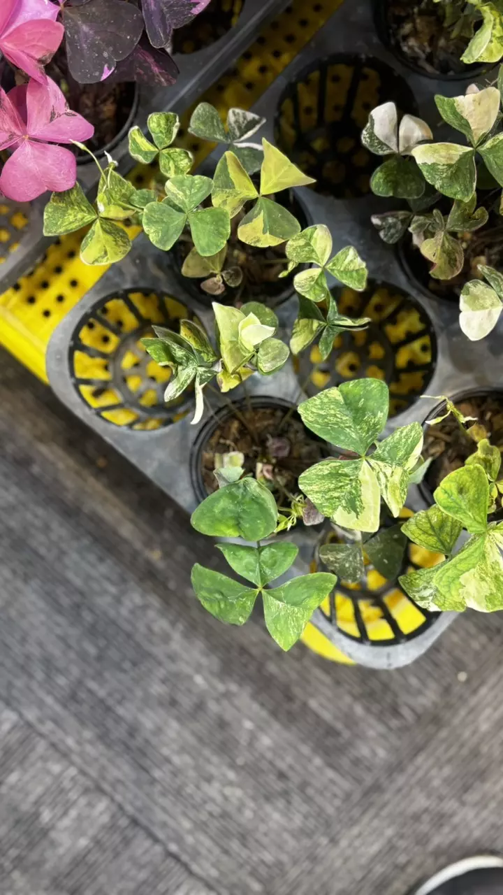 Oxalis tringularis aurea thumbnail