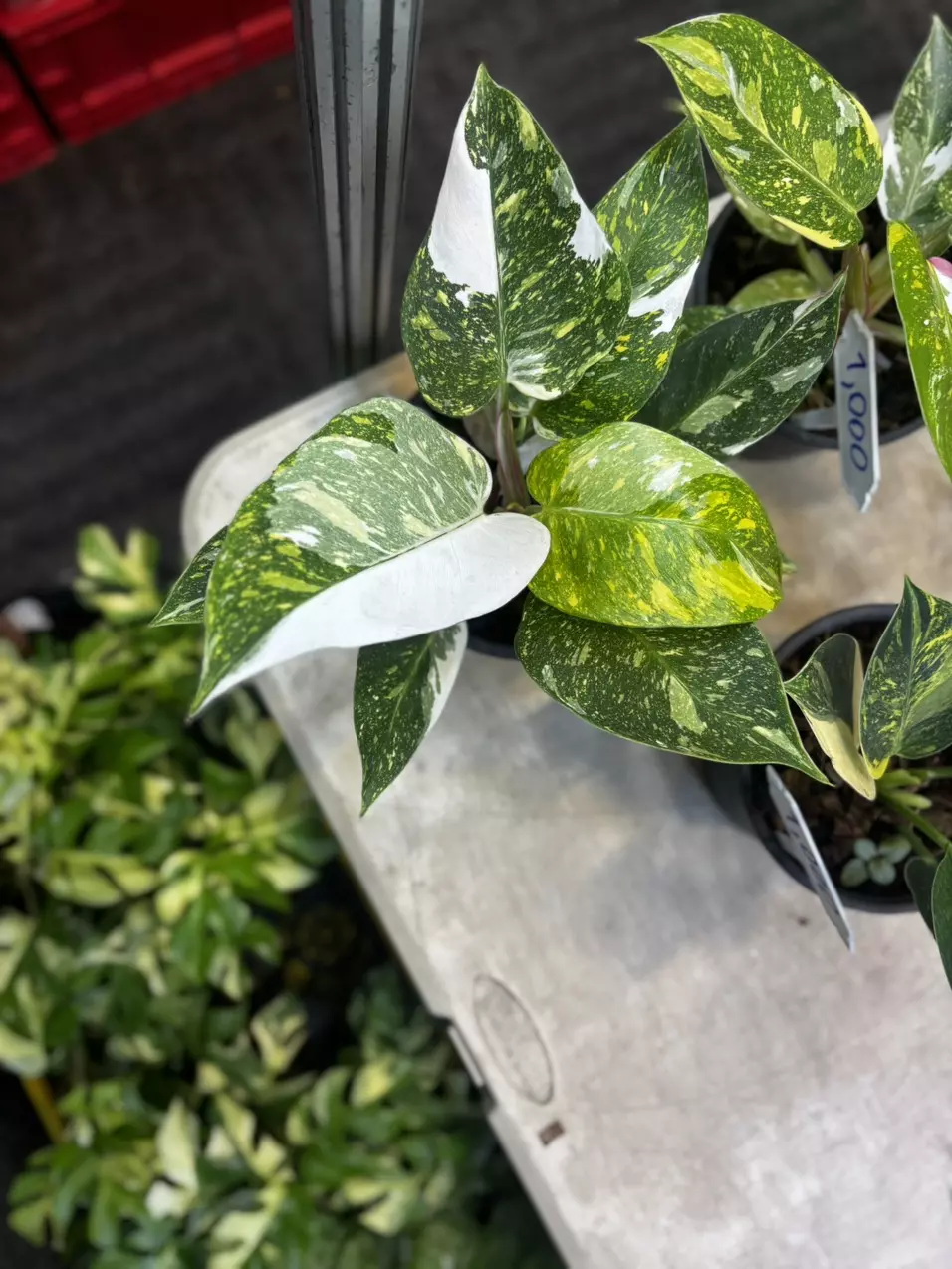 Philodendron pink princes scarlet 3 color thumbnail