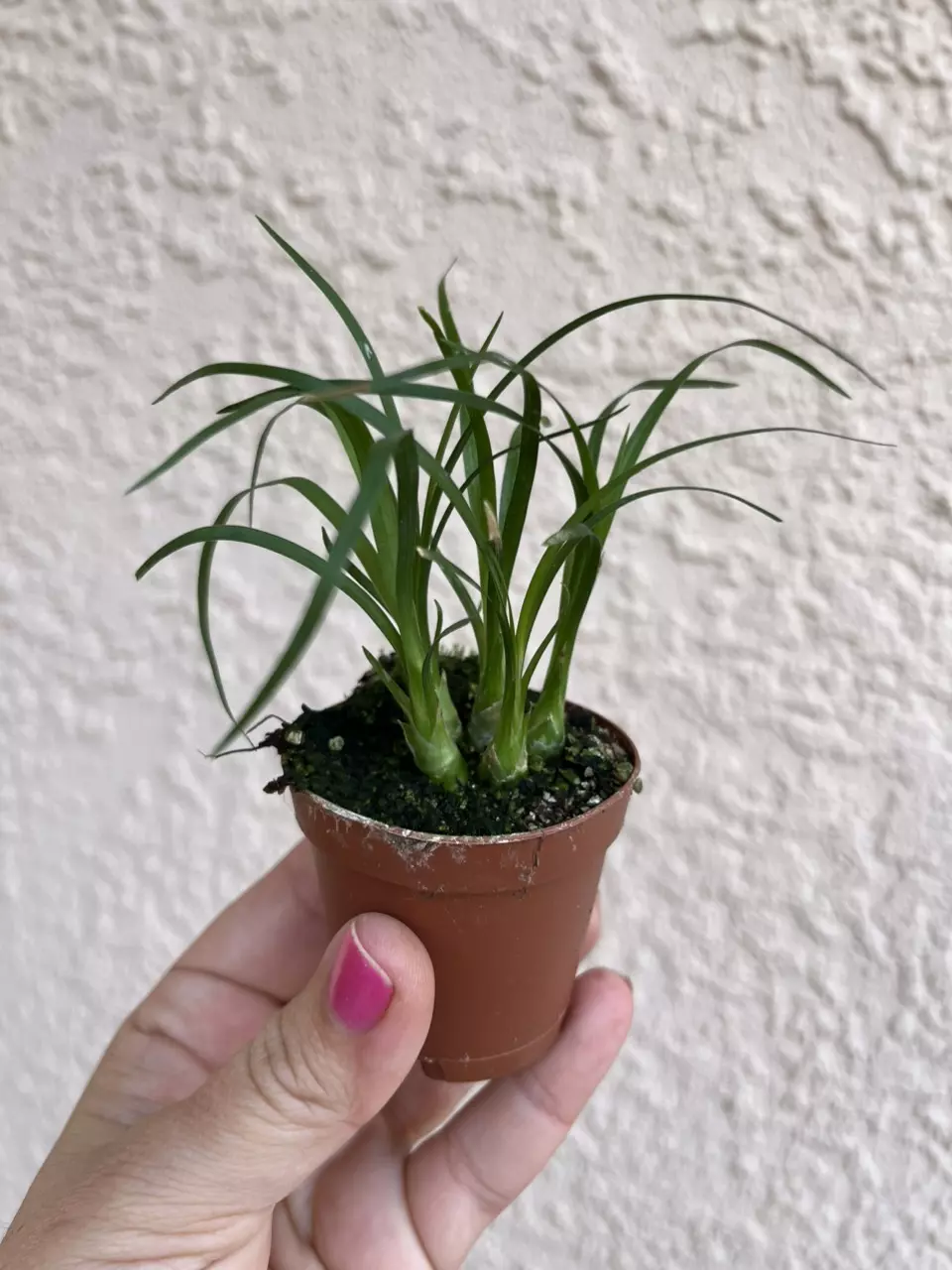 Baby Ponytail Palm thumbnail