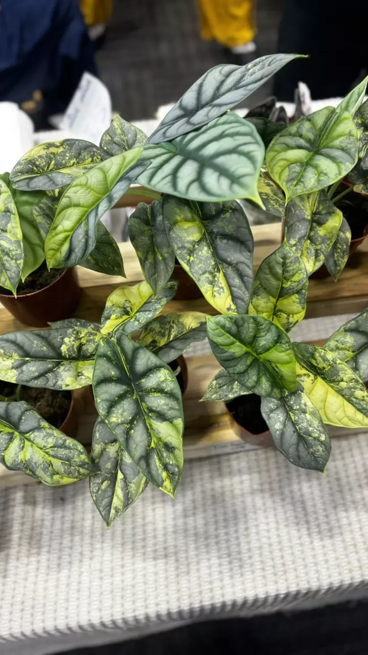 Alocasia silver dragon aurea var thumbnail