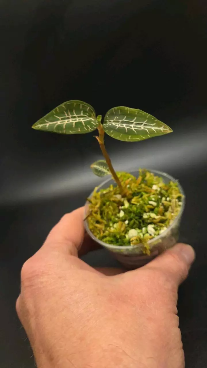 Goodyera pusilla Jewel orchid thumbnail
