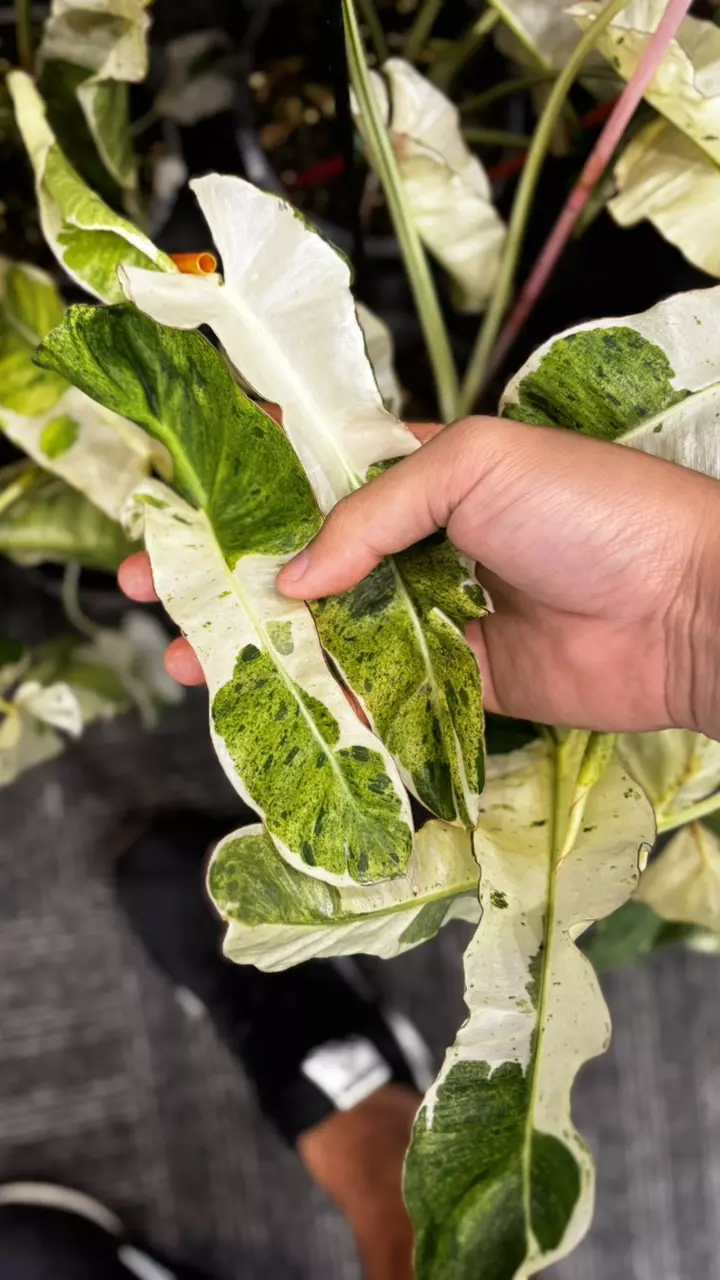 Philodendron Paraiso verde albo var thumbnail