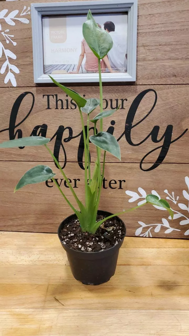 Alocasia Tiny dancer thumbnail