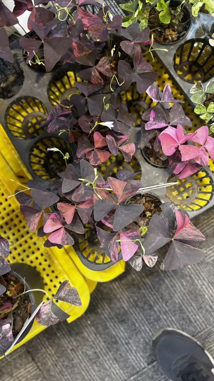 Oxalis tringularis var reg thumbnail