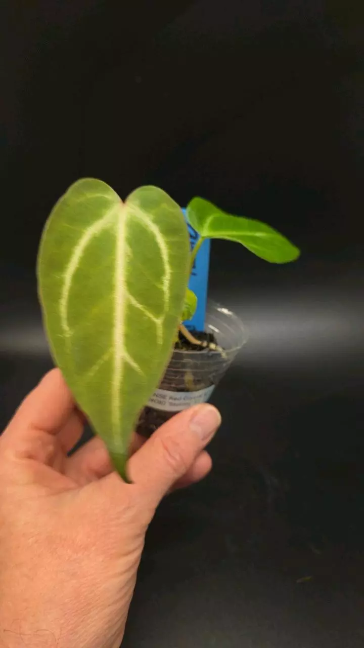 Anthurium NSE Red Crystal x NOID 'Stormy' S1 thumbnail