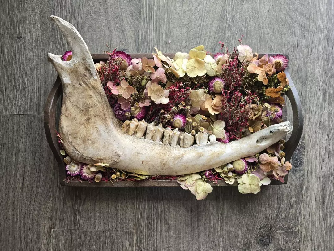 REAL Cow Jaw and Floral Centerpiece thumbnail