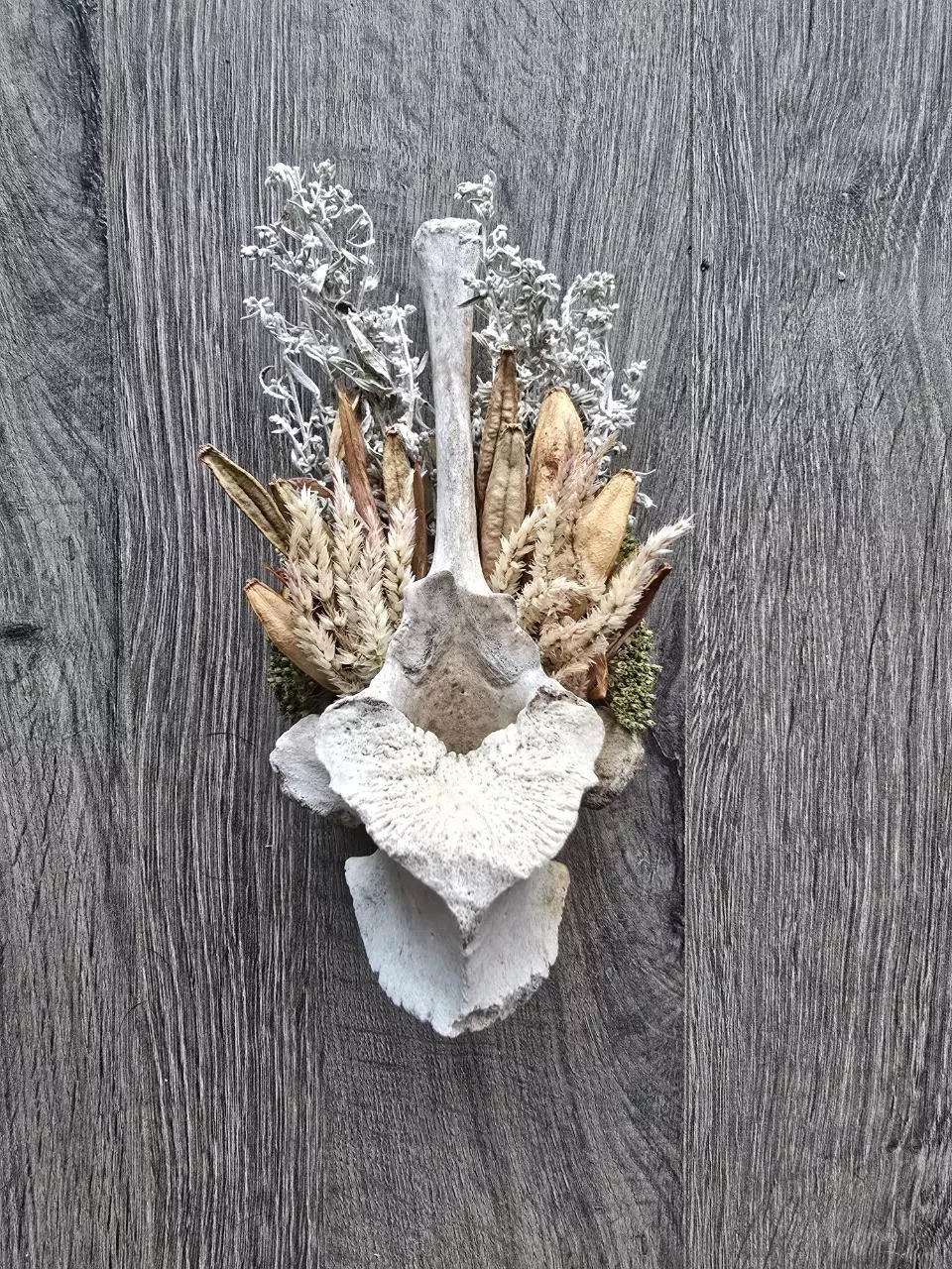 Cow Vertebrae Wall Hanging thumbnail