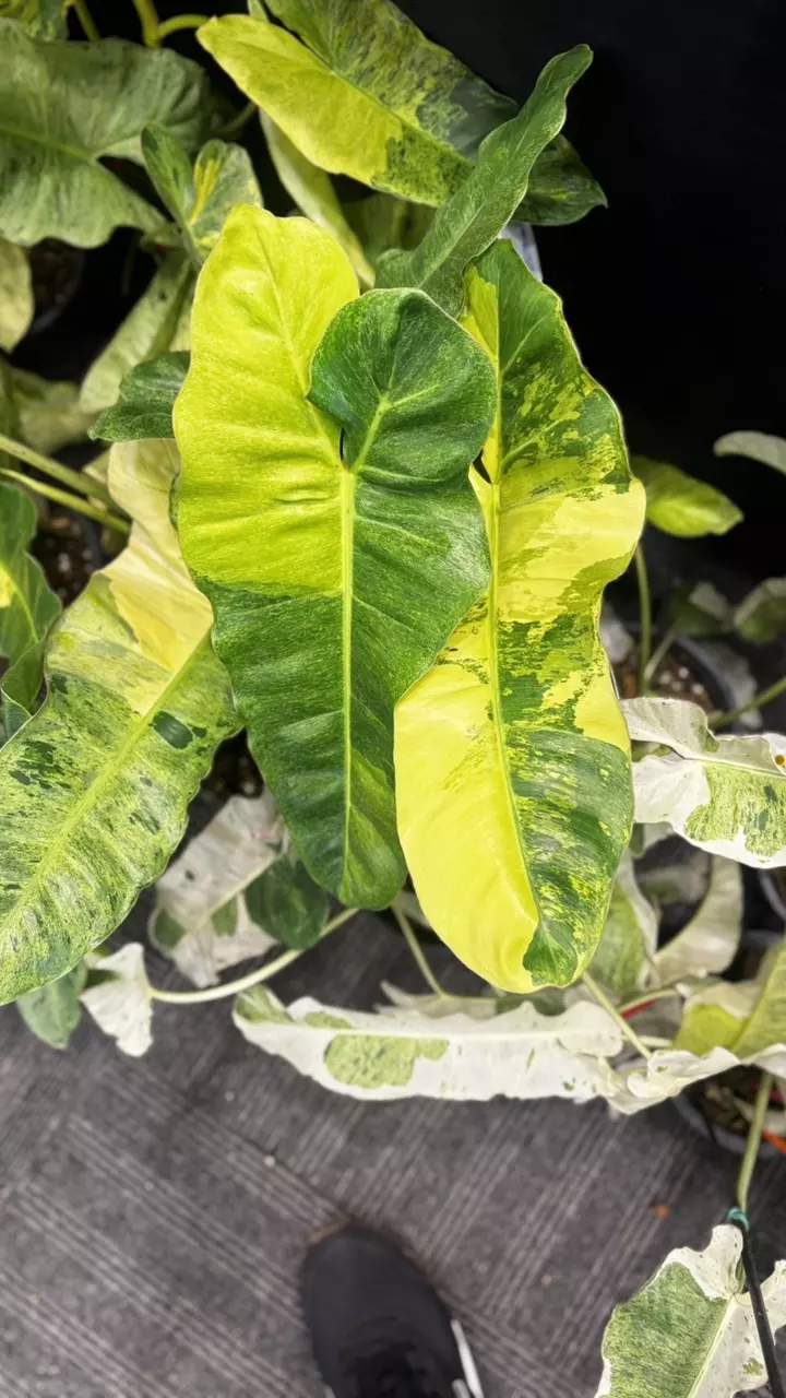 Philodendron Paraiso verde aurea var thumbnail