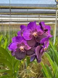 Vanda Pitchaon Olivia - two tone dark purple orchid.   Extremely rare for collec thumbnail