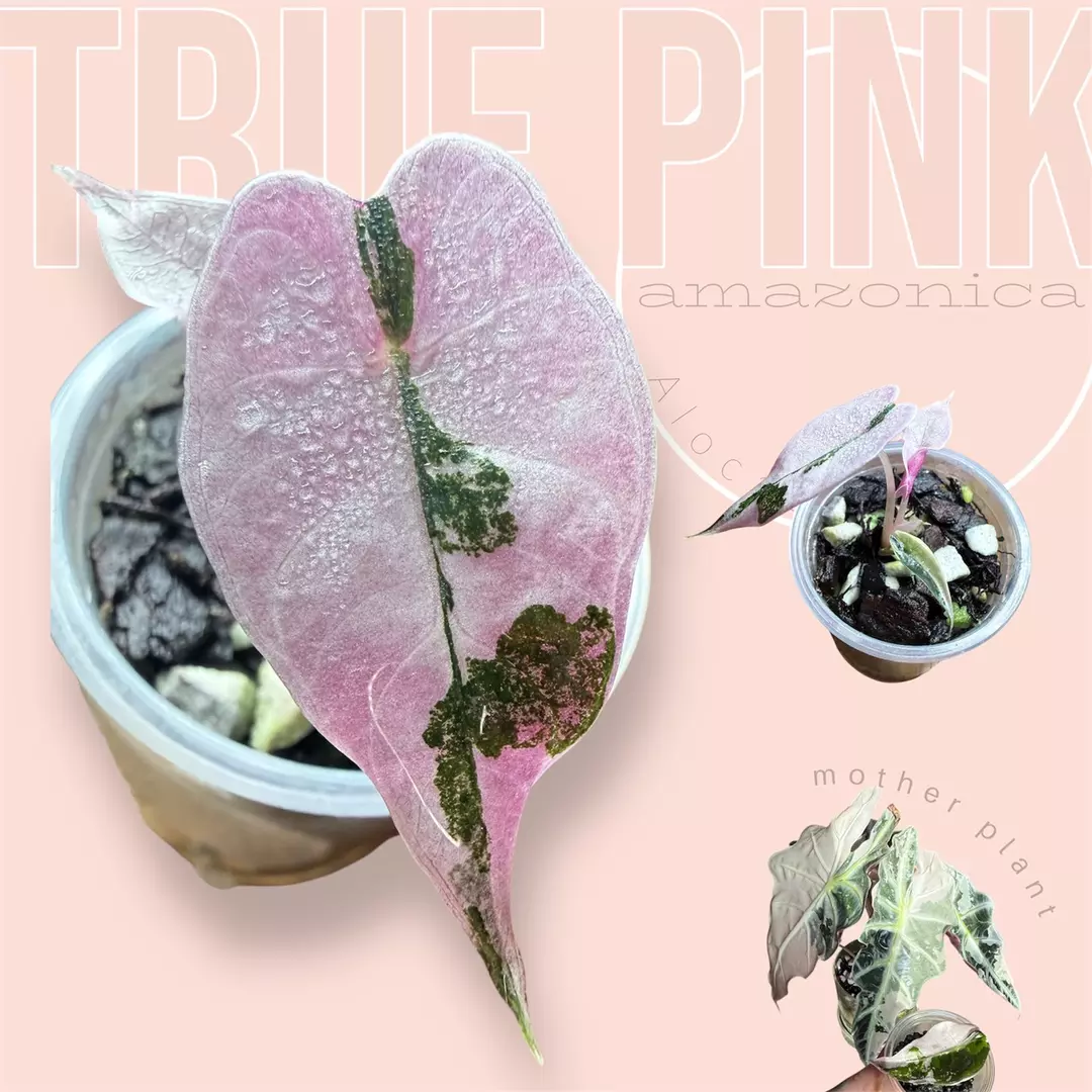 pink amazonica - chonk grown - high variegated alocasia thumbnail