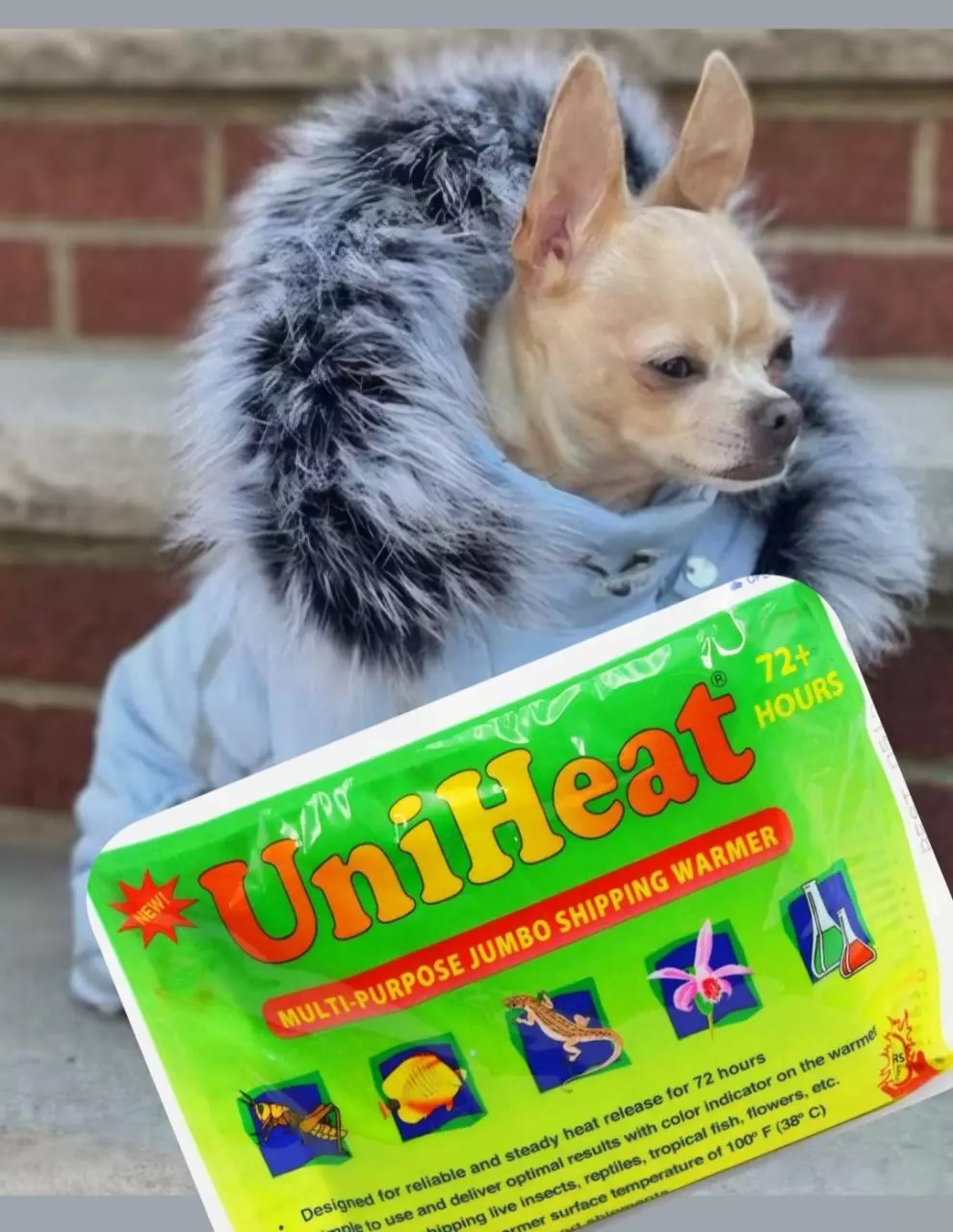 Full Winter Protection $10 thumbnail