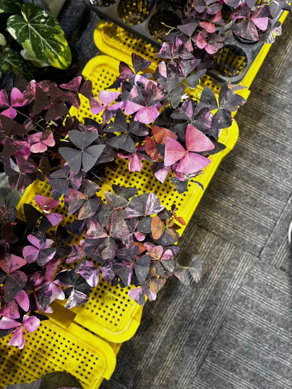 Oxalis tringularis var mature thumbnail