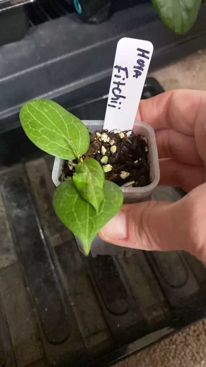 Hoya Fitchii thumbnail