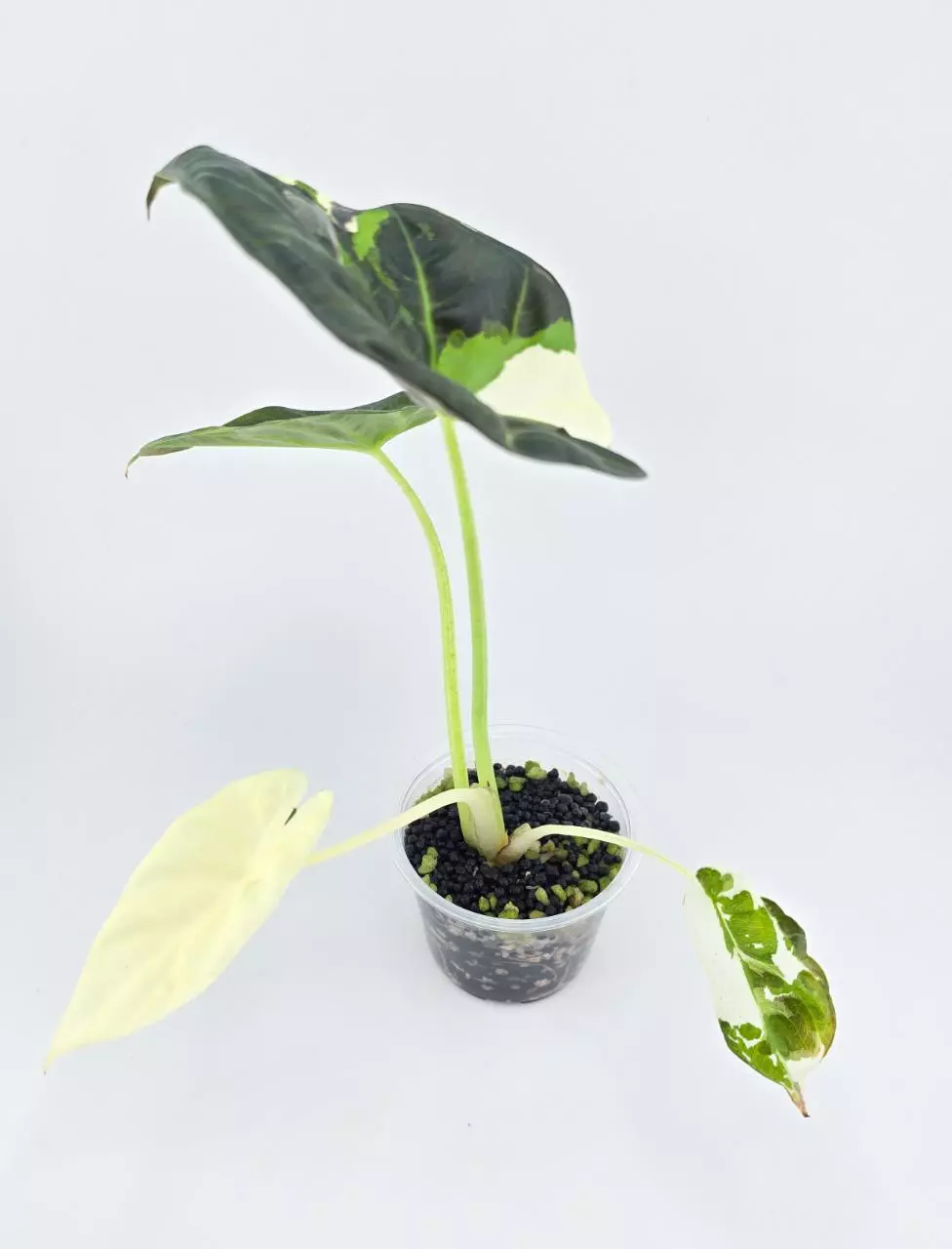 Alocasia Regal shield true albo pup thumbnail