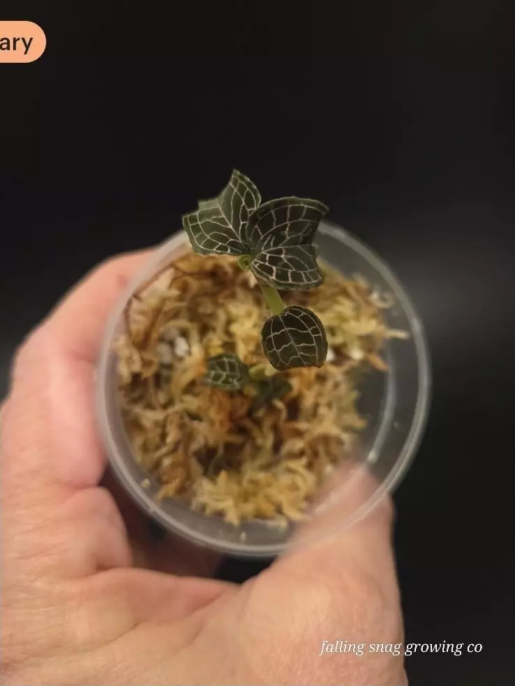 Anoectochilis tridentatus Jewel orchid thumbnail