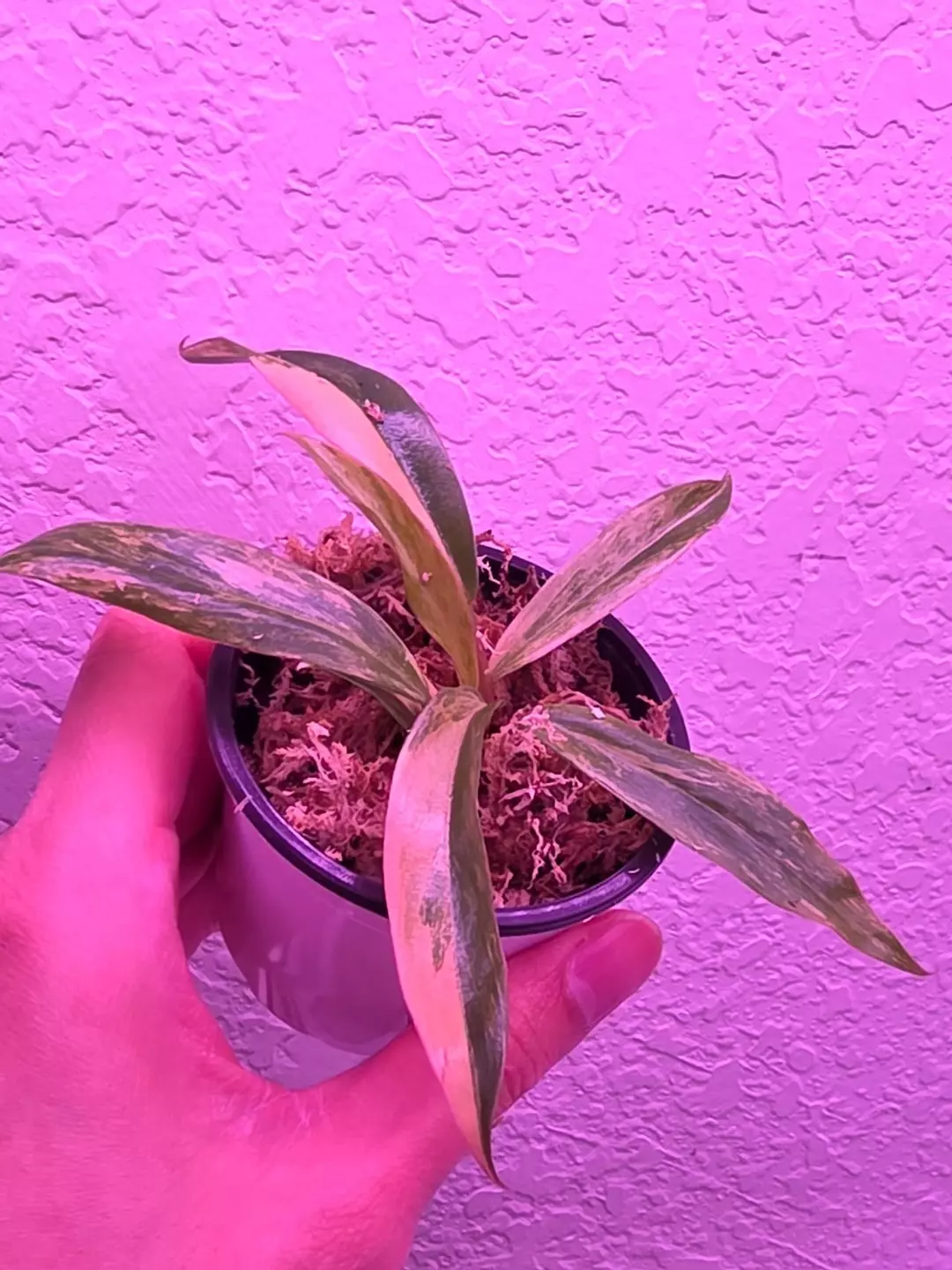 Caramel Marble Philodendron Tissue Culture Plant Come potting Plug, easy starter thumbnail