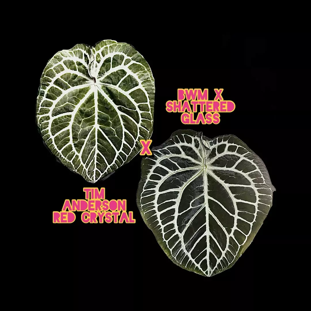 SKG Tim Anderson Red Crystal x SKG BWM-Shattered Glass, 2 Germinated Seeds thumbnail