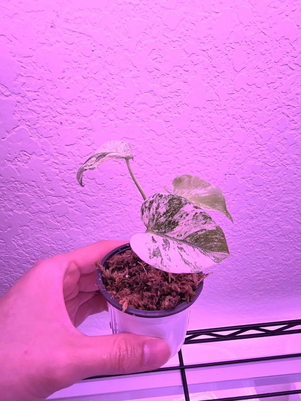 Monstera White Monster Tissue Culture 1.9inch tall Plant thumbnail